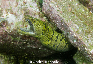 eels...taken at south west rock by canon IXUS SD990I with... by Andre Rhonnie 